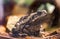 Giant cururu toad (rhinella jimi) sits quietly