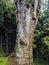 Giant Cypress Tree in Alishan Scenic Area Forest with Mist, Haze and Fog in Taiwan. Vertical Photo