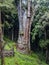 Giant Cypress Tree in Alishan Scenic Area Forest with Mist, Haze and Fog in Taiwan. Vertical Photo