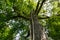 Giant cypress tree with strangler fig