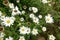 Giant daisies in the garden. huge white daisy flower. Wild daisy flower detail