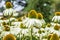 Giant daisies in the sun.