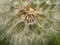 Giant Dandelion In A Close-up