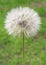 Giant dandelion close up