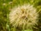 Giant Dandelion Gone to Seeds