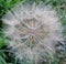 Giant dandelion or Tragopogon dubius  flower head on the meadow