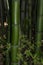 Giant dark green bamboo