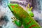 Giant Day gecko in macro view