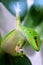 Giant Day Gecko Phelsuma madagascariensis grandis