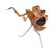 Giant Dead Leaf Mantis, Deroplatys desiccata, 7 months old