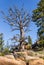 Giant dead tree on rocks, high altitude in the mountain woods, blue sky and green forest background. Destroyed by insect parasites