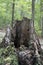 Giant decaying stump