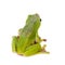 Giant Denny`s whipping frog isolated on white