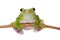 Giant Denny`s whipping frog isolated on white