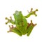 Giant Denny`s whipping frog isolated on white