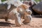 Giant desert tortoise walking through sandy desert