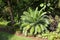 Giant Dioon plant growing in Florida.