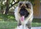 Giant dog wth long tongue relaxing in the garden - american akita longcoat