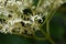 Giant dogwood ( Cornus controversa ) flowers.