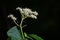 Giant dogwood ( Cornus controversa ) flowers.