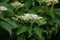 Giant dogwood ( Cornus controversa ) flowers.