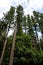 giant Douglas fir trees