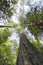 Giant Douglas Firs in temperate rainforest