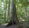 Giant Douglas Firs in temperate rainforest