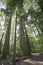 Giant Douglas Firs in temperate rainforest