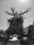 Giant dry tree entwined with lush acacia. Gloomy picture. Cinematic mystical effect. Monochrome defocused image