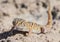 Giant dune gecko in Namibia