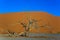 Giant dune and small tree