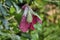 Giant dutchmans pipe, lat aristolochia gigantea