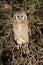 Giant eagle owl sitting in a Kalahari tree sleeping during day
