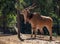 Giant Eland Antelope