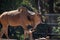 A Giant Eland Antelope on the Move