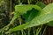 Giant elephant ear or Colocasia Gigantea plant in Saint Gallen in Switzerland