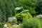 Giant elephant ear plant  featured in a sunny garden