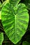 Giant Elephant Ear Taro leaf,Alocasia macrorrhizos