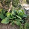 Giant elephant ears or taro giant plants evergreen plant with gigantic leaves.