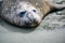 Giant elephant seal - Mirounga leonina - lying on beach in South Georgia