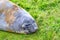 Giant elephant seal - Mirounga leonina - sloughing the skin and  lying in meadow, South Georgia