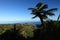 Giant endemic tree fern on remote St Helena Island