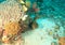 Giant estuarine moray