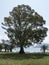 Giant eucalypt front view with seaside at background