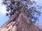 Giant Eucalyptus gum tree