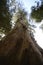 Giant eucalyptus, an incredible tree