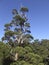 Giant Eucalyptus Tree