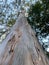 a giant eucalyptus tree seen from below with a peeling texture and lots of green leaves and blue sky on a sunny day