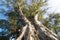 Giant Eucalyptus Tree Trunk